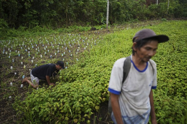 A farmer tends to a patchouli plantation in Simboro, West Sulawesi, Indonesia, Wednesday, Feb. 26, 2025. (AP Photo/Dita Alangkara)