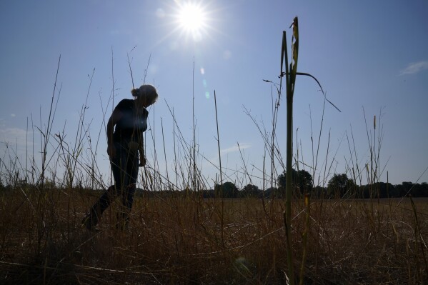 FILE - Gilda Jackson walks on a pasture on her property that she grows hay on in Paradise, Texas, Aug. 21, 2023. Revved-up climate change now permeates Americans’ daily lives with harm that is “already far-reaching and worsening across every region of the United States," a massive new government report says Tuesday, Nov. 14. (AP Photo/Tony Gutierrez, File)