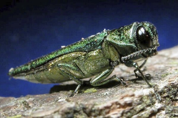 FILE - This undated photo provided by the Minnesota Department of Natural Resources shows an adult emerald ash borer. Maine forestry officials are planning a wide expansion of quarantine zones to try to prevent the spread of three invasive forest pests that pose threats to the state's timber industry. The pests include the emerald ash borer, hemlock woolly adelgid and European larch canker. (Minnesota Department of Natural Resources via AP, File)