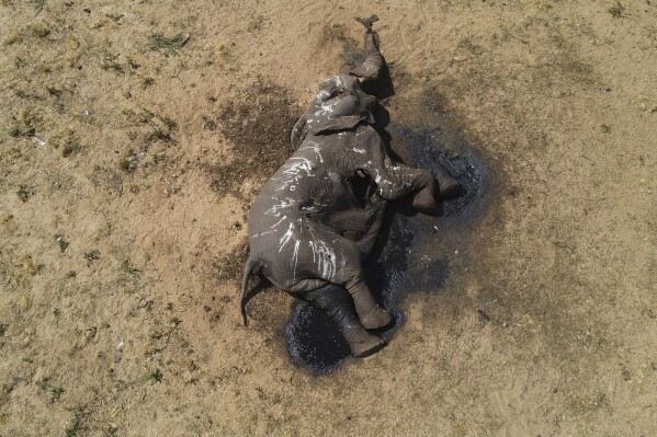 In this photo supplied by IFAW, an elephant lies dead metres from a watering hole in Hwange National Park, Tuesday Dec. 5, 2023. At least 100 elephants have died in Zimbabwe's largest national park in recent weeks because of drought, their decaying carcases a grisly sign of what wildlife authorities and conservation groups say is the impact of climate change and the El Niño weather phenomenon. (Privilege Musvanhiri/IFAW via AP)