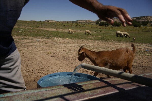 Lester Craig fills up a water bucket for his animals at his home Tuesday, Sept. 5, 2023, near Gallup, N.M. Craig hauls water from a filling station in Gallup a few times a week. (AP Photo/John Locher)
