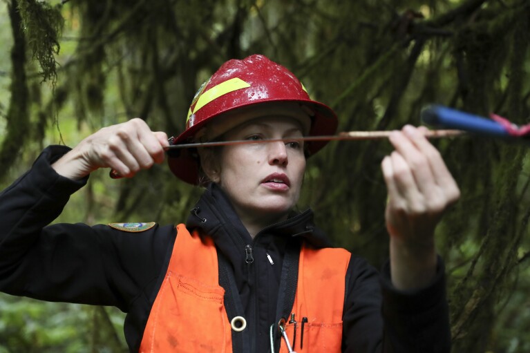 Christine Buhl, a forest health specialist for the Oregon Department of Forestry, uses an increment borer to core a western red cedar at Magness Memorial Tree Farm in Sherwood, Ore., Wednesday, Oct. 11, 2023. (AP Photo/Amanda Loman)