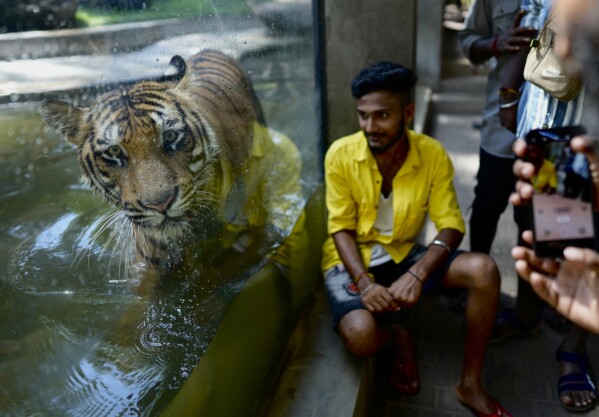 A man poses for a photo sitting outside the glass cage of a Bengal tiger at the national zoological garden in Colombo, Sri Lanka, Tuesday, June. 27, 2023. (AP Photo/Eranga Jayawardena)