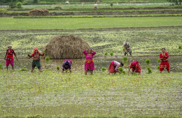 Farmers plant paddy during Asar Pandra or national paddy day festival at Bahunbesi, Nuwakot District, 30 miles North from Kathmandu, Nepal, Friday, June 30, 2023. Nepalese people celebrate the festival by planting paddy, playing in the mud, singing traditional songs, eating yogurt and beaten rice.(AP Photo/Niranjan Shrestha)