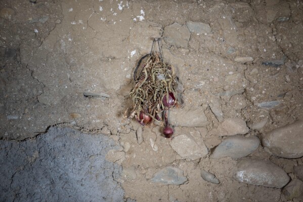 Abandoned onions are seen on a wall made of mud and stone inside a home that was damaged by the September earthquake in Amizmiz, outside Marrakech, Morocco, Friday, Oct. 6, 2023. Morocco has pledged to rebuild from a September earthquake in line with its architectural heritage. Villagers and architects agree that earthquake-safe construction is a top priority. That’s created a push for modern building materials. But the government says it wants to rebuild in line with Morocco’s cultural and architectural heritage. (AP Photo/Mosa'ab Elshamy)