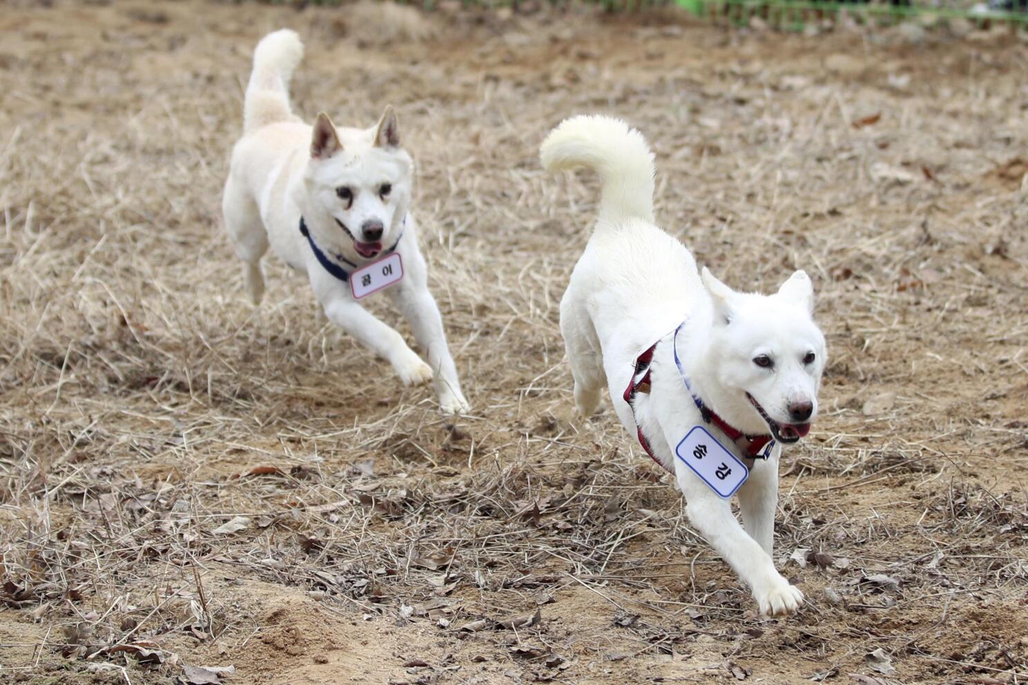 Zoo V Man Xvideo - Dogs gifted by North's Kim resettle in South Korean zoo | AP News