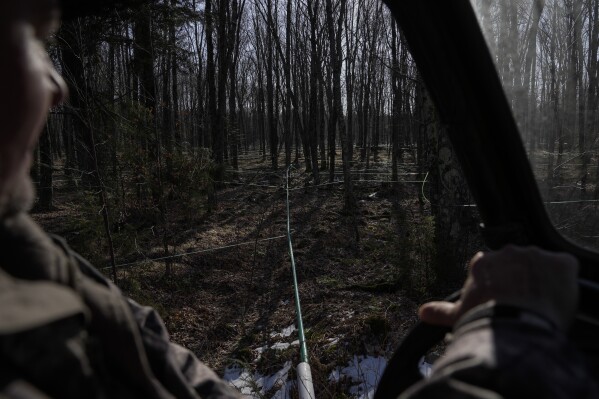Karl Martin drives past sap lines, Sunday, Feb. 25, 2024, at his sugarbush in Rhinelander, Wis. "This year’s the ultimate example of how early the season can start,” Martin said. (AP Photo/Joshua A. Bickel)