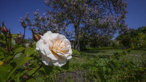 A rose of Bulgaria is photographed at the perfume gardens of the Chateau de Versailles, west of Paris, Thursday, May 25, 2023. The Versailles flower gardens were once a symbol of the French king’s expeditionary might and helped water-deprived courtiers perfume their skin. Now, they have been reimagined to give today’s public a glimpse — and a sniff — into the gilded palace’s olfactory past. (AP Photo/Michel Euler)