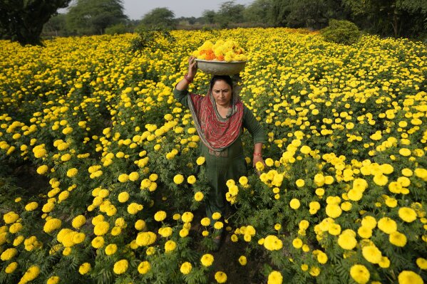 A woman collects marigold flowers, to be used for rituals and decorations, ahead of Diwali Festival on the outskirts of Jammu, India, Thursday, Nov. 9, 2023. (AP Photo/Channi Anand)