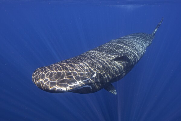 Light shines on a sperm whale swimming off the coast of Dominica in March 2024. In a study published Tuesday, May 7, in the journal Nature Communications, scientists studying the sperm whales that live around the Caribbean island have described for the first time the basic elements of how they might be talking to each other, in an effort that could one day help us to better protect them. (Samuel Lam via AP)