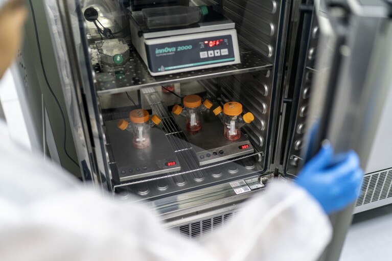 Cells for growing cultivated shrimp meat are incubated in a culture broth in a laboratory at Shiok Meats in Singapore, Thursday, July 13, 2023. (AP Photo/David Goldman)
