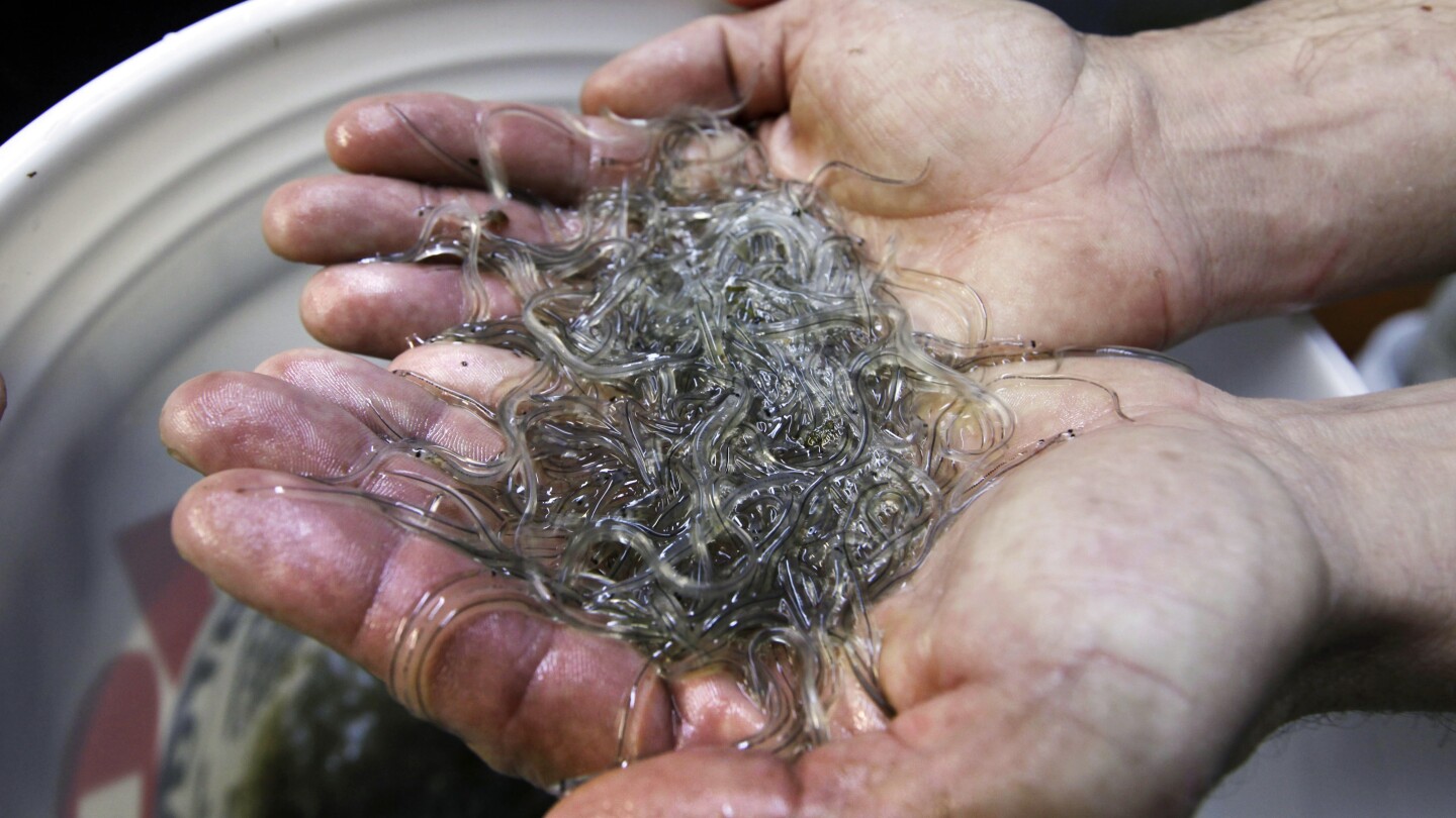 Извиващо се злато: Рибари, които ловят малки змиорки за 2000 долара за паунд, се надяват на дълги години риболов