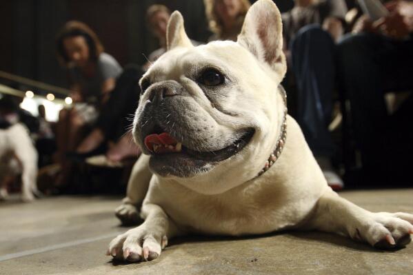 FILE - Lola, a French bulldog, lies on the floor prior to the start of a St. Francis Day service at the Cathedral of St. John the Divine, Oct. 7, 2007, in New York. The American Kennel Club announced Wednesday, March 15, 2023 that French bulldogs have become the United States' most prevalent dog breed, ending Labrador retrievers' record-breaking 31 years at the top. (AP Photo/Tina Fineberg, File)