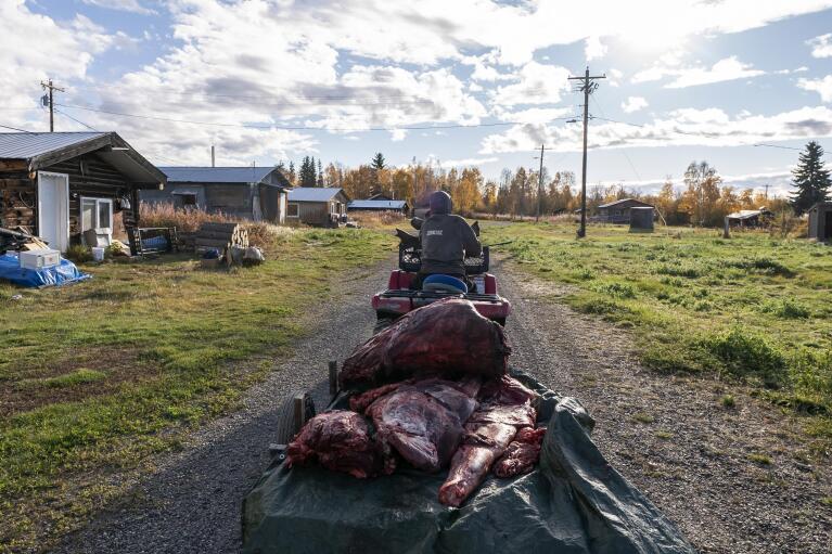 Bernard Ishnook moves butchered moose meat into the village on Wednesday, Sept. 15, 2021, in Stevens Village, Alaska. For the first time in memory, both king and chum salmon have dwindled to almost nothing and the state has banned salmon fishing on the Yukon. The remote communities that dot the river and live off its bounty are desperate and doubling down on moose and caribou hunts in the waning days of fall. (AP Photo/Nathan Howard)