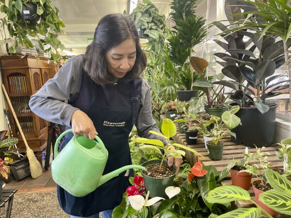 Lydia Patubo, general manager at Flowercraft, a garden center, waters plants on March 13, 2024 in San Francisco. (AP Photo/Haven Daley)