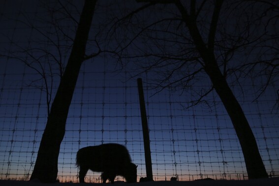 FILE - A buffalo can be seen through the fencing of its enclosure as it grazes at Wildwood Park & Zoo in Marshfield, Wis., Feb. 22, 2015, just after sunset. Wisconsin zoos could escape state oversight if the operations earn accreditation from the American Zoo and Aquarium Association, an organization that animal rights advocates have blasted for having what they argue are weak animal treatment standards, under a Republican bill heard on Tuesday, Aug. 29, 2023. (Dan Young/The Wausau Daily Herald via AP, File)