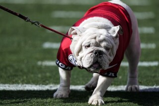 FILE - Georgia mascot Uga X walks on the field during the first half of an NCAA college football game against Georgia Tech Saturday, Nov. 26, 2022 in Athens, Ga. Former Georgia mascot Uga X, whose eight-year run included back-to-back national championships, died Tuesday, Jan. 23, 2024. (AP Photo/John Bazemore, File)