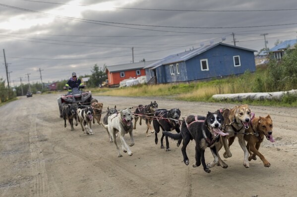 Sled dogs run through the streets of Akiachak, Alaska, on Aug. 18, 2023, training for winter mushing competitions while tethered to a four-wheeler instead of a musher’s sled. (AP Photo/Tom Brenner)