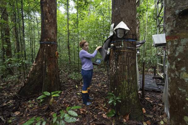 Researcher Ari Miranda Gomes collects sap from a tree at the Esecaflor project, where scientists mimic drought to understand how the rainforest might respond to a drier future, in Caxiuana National Forest, Para state, Brazil, Thursday, March 20, 2025. (AP Photo/Jorge Saenz)