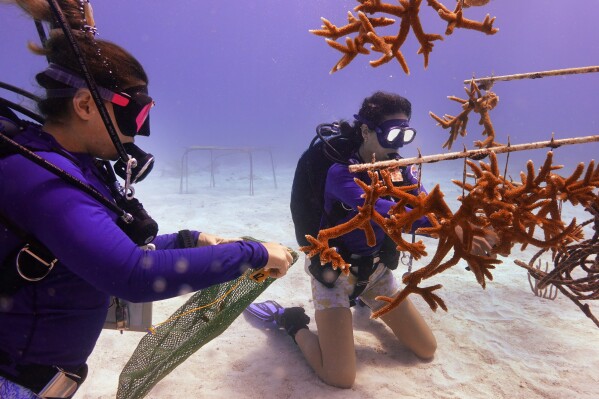 Grad student Berfin Sagir, left, and Research associate Catherine Lachnit collect coral fragments to be transplanted, Friday, Aug. 4, 2023, near Key Biscayne, Fla. Scientists from the University of Miami Rosenstiel School of Marine, Atmospheric, and Earth Science established a new restoration research site there to identify and better understand the heat tolerance of certain coral species and genotypes during bleaching events. (AP Photo/Wilfredo Lee)