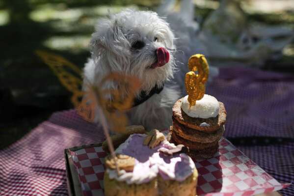 Petrona licks her lips in front of her meat-flavored cake during her third birthday celebration at a park in Buenos Aires, Argentina, Sunday, April 13, 2025. (AP Photo/Natacha Pisarenko)