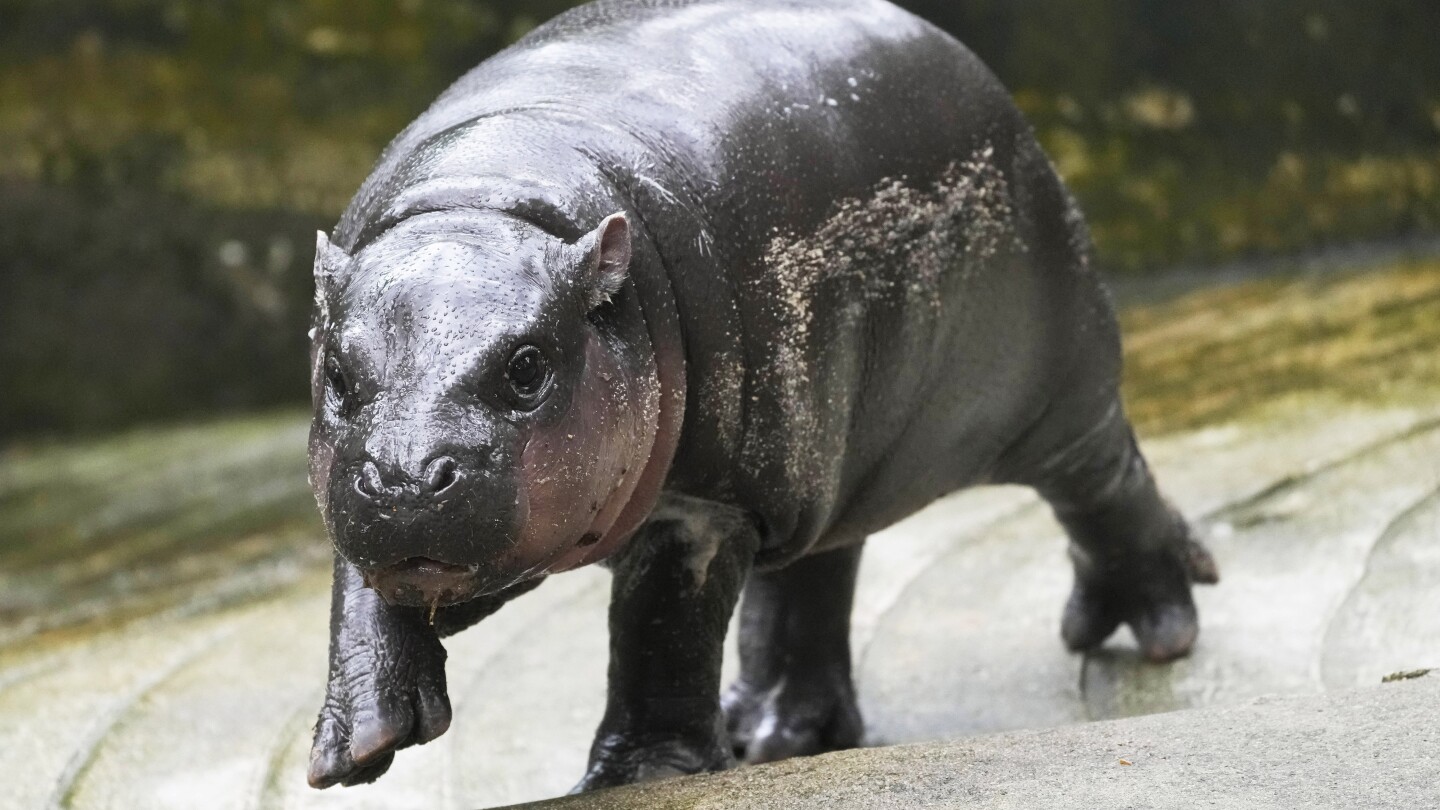 The Thai zoo whose baby pygmy hippo Moo Deng has become a global viral sensation moved Thursday to patent her image so it can benefit financially from