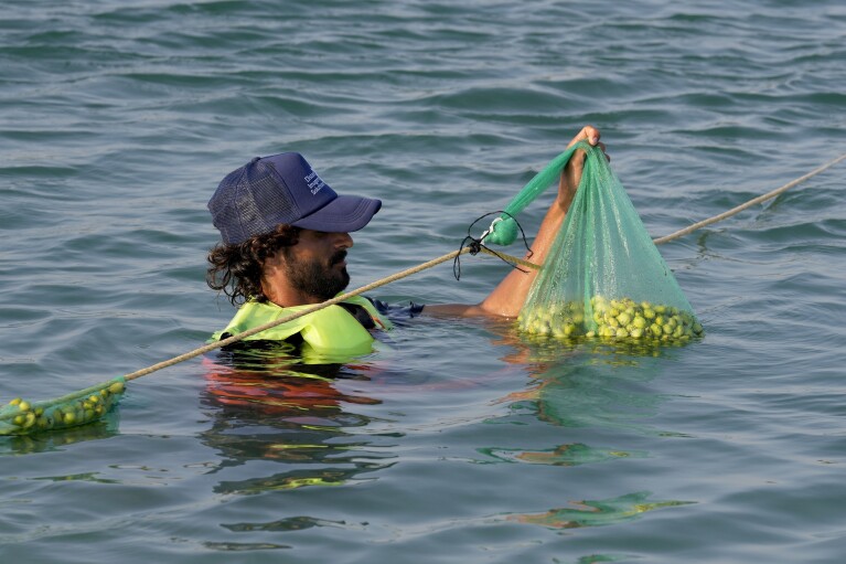 An employee of Abu Dhabi National Oil Co.'s (ADNOC) Mangrove Restoration Project, examines a bag full of mangrove seeds left in the water to germinate at the Al Nouf area southwest of Abu Dhabi, United Arab Emirates, Wednesday, Oct. 11, 2023. (AP Photo/Kamran Jebreili)