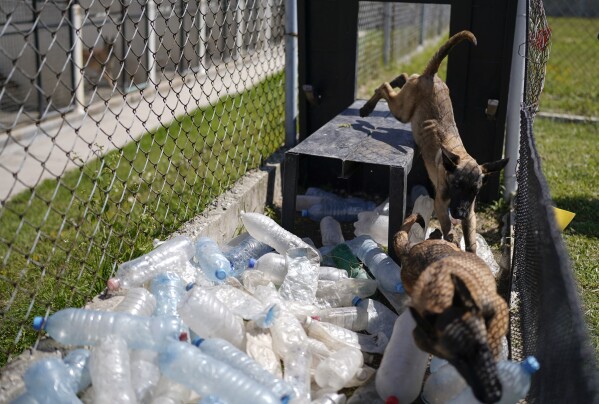 Belgian Malinois puppies run through a training circuit as part of their training, to become rescue or detector dogs, at the Mexican Army and Air Force Canine Production Center in San Miguel de los Jagueyes, Mexico, Tuesday, Sept. 26, 2023. K-9 units are key for some of the armed forces activities, like detection of drugs, and some born at the center are trained to detect fentanyl. (AP Photo/Eduardo Verdugo)