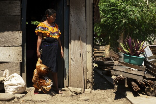 Crecencia López, wife of Deacon Juan Pérez Gómez, prepares to slaughter a chicken for dinner, on their farm in the Simojovel municipality, Mexico, Saturday, April 26, 2025. (AP Photo/Isabel Mateos)