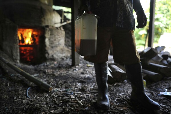 A farmer holds a jerrycan of patchouli oil at a refinery in Simboro, West Sulawesi, Indonesia, Wednesday, Feb. 26, 2025. (AP Photo/Dita Alangkara)