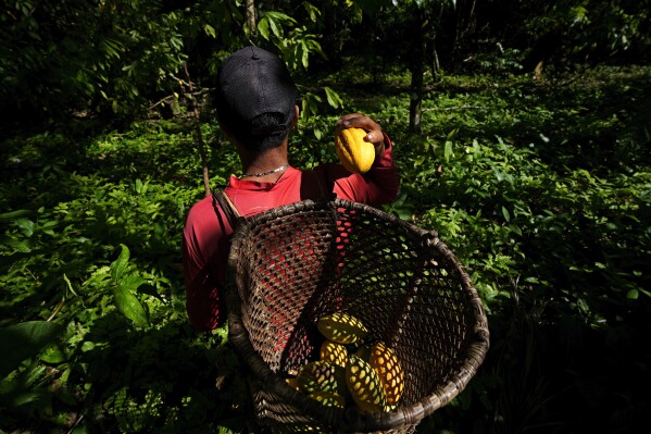 Jose Carlos, an employee at the Sitio Gimaia Tauare owned by Neilanny Maia, harvests cocoa fruits by hand, for processing by the De Mendes Chocolates company, on the island of Tauare, in the municipality of Mocajuba, Para state, Brazil, Friday, June 2, 2023. (AP Photo/Eraldo Peres)