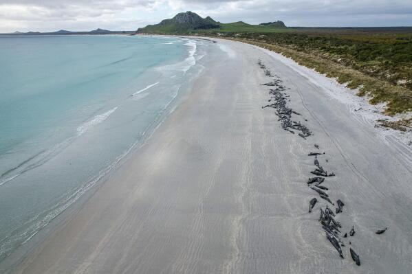 477 whales die in 'heartbreaking' New Zealand strandings