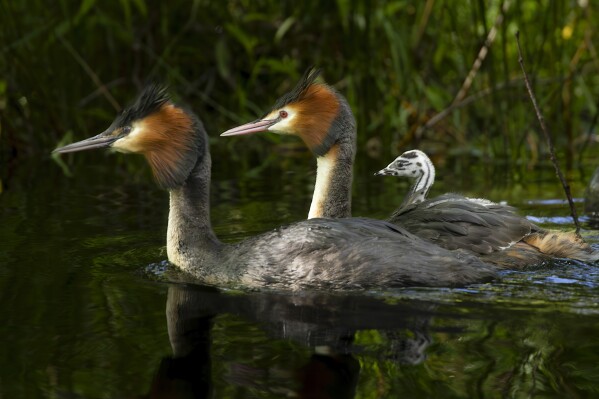 This 2022 photo supplied by the Royal Forest and Bird Protection Society shows puteketeke at Lake Ellesmere, south of Christchurch in New Zealand. Vote count for New Zealand's Bird of the Century has been delayed by comedian John Oliver's global campaign, as he discovered a loophole in the rules, which allowed anybody with a valid email address to cast a vote. So he went all-out in a humorous campaign for his favored bird, the puteketeke, a water bird, on his HBO show 
