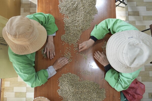Workers sort and grade coffee beans at a coffee factory in Dak Lak province, Vietnam, on Feb. 1, 2024. New European Union rules aimed at stopping deforestation are reordering supply chains. An expert said that there are going to be "winners and losers" since these rules require companies to provide detailed evidence showing that the coffee isn't linked to land where forests had been cleared. (AP Photo/Hau Dinh)