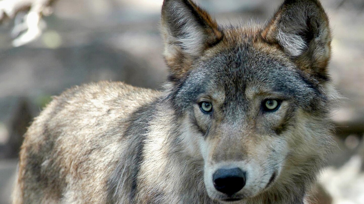 Камарата на представителите на САЩ гласува за премахване на вълците от списъка на застрашените видове в 48 щата