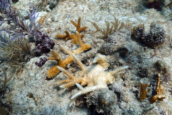 A partially bleached staghorn coral that was planted by scientists is visible, Friday, Aug. 4, 2023, on Paradise Reef, near Key Biscayne, Fla. Scientists from the University of Miami Rosenstiel School of Marine, Atmospheric, and Earth Science established a new restoration research site there to identify and better understand the heat tolerance of certain coral species and genotypes during bleaching events. (AP Photo/Wilfredo Lee)