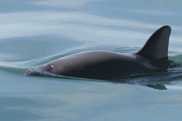 FILE - This undated file photo provided by The National Oceanic and Atmospheric Administration shows a vaquita porpoise. Mexico’s Navy said Wednesday, Aug. 30, 2023, that it is planning to expand the area where it sinks concrete blocks topped with metal hooks to snag gill nets that are killing vaquita marina porpoises. (Paula Olson/NOAA via AP, File)