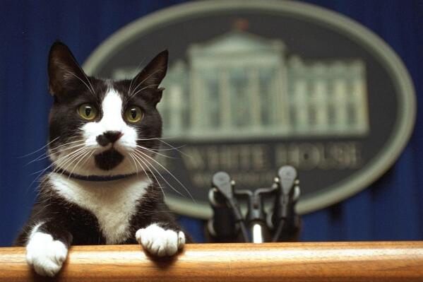 FILE - President Bill Clinton's cat Socks peers over the podium in the White House briefing room in Washington on March 19, 1994. President Joe Biden and first lady Jill Biden have added a green-eyed tabby from Pennsylvania to the White House family. She's the first feline tenant since President George W. Bush’s controversially named cat India. With Presidents James K. Polk and Donald Trump among notable, no-pets exceptions, animals have a long history in the White House. (AP Photo/Marcy Nighswander, File)