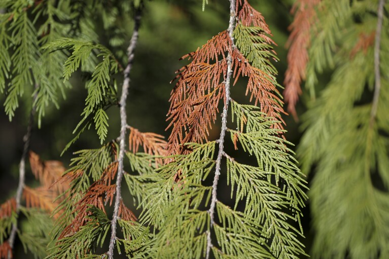 Dead needles hang on a western red cedar tree in the Willamette National Forest, Ore., Friday, Oct. 27, 2023. (AP Photo/Amanda Loman)