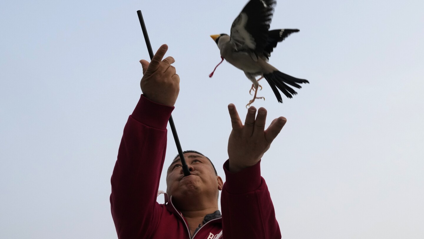 СНИМКИ AP: Жителите на Пекин играят на донасяне с прелетни птици в традиционна игра