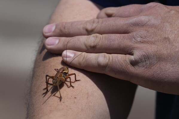 Jeremiah Moore has a cricket climb onto his arm during the migration of Mormon crickets, Saturday, June 17, 2023, in Spring Creek, Nev. Outbreaks of Mormon crickets, which are native to the Great Basin and Intermountain West, have been recorded throughout history across the west, from Nevada and Montana to Idaho, Utah and Oregon. (AP Photo/Rick Bowmer)