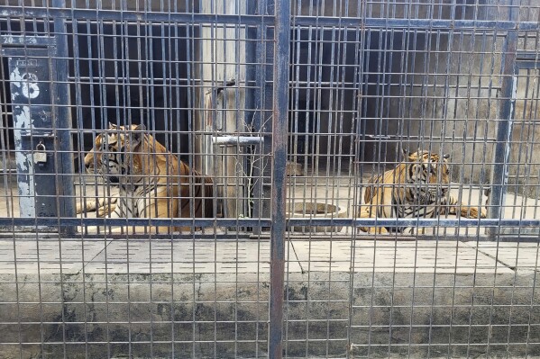 Tigers are kept in cages at Vuon Xoai zoo in Bien Hoa city, Vietnam on Thursday, Oct. 3, 2024. (Phuoc Tuan/VNExpress via AP)