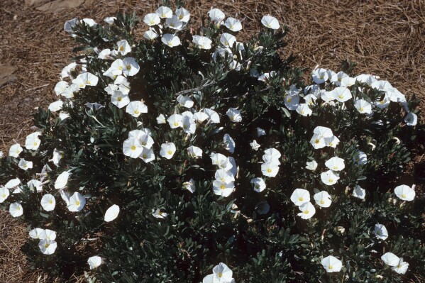 This undated image provided by Bugwood.org shows a Silverbush (Convolvulus cneorum) plant in bloom. The fast-growing, drought-tolerant evergreen is a good choice for covering ground in desert climates. (John Ruter/University of Georgia/Bugwood.org via AP)