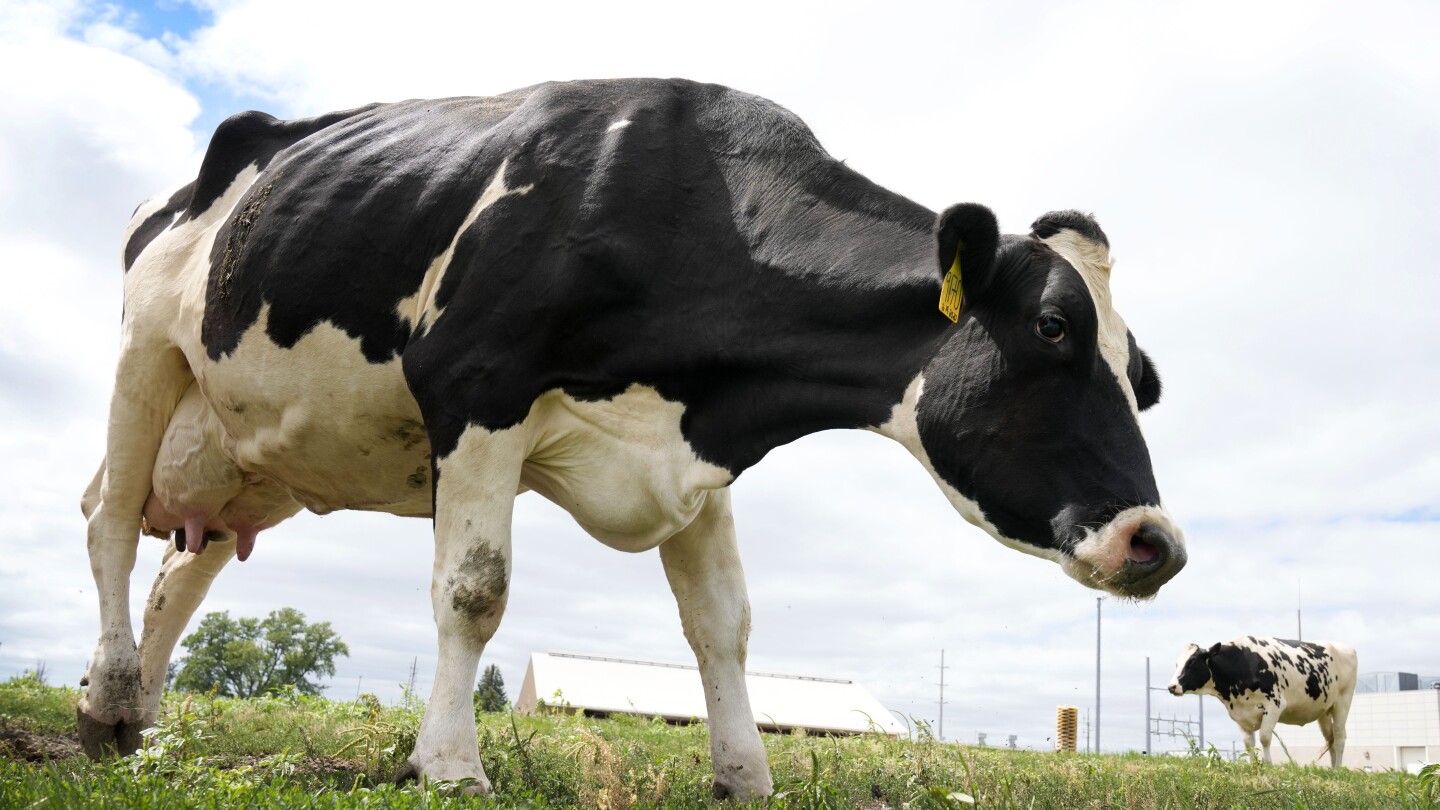 A bird flu outbreak is spreading among cows in the US. Scientists are hunting for answers