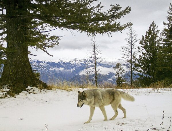 FILE -In this Dec. 4, 2014, file photo, released by the Oregon Department of Fish and Wildlife, a wolf from the Snake River Pack passes by a remote camera in eastern Wallowa County, Ore. Trump administration officials on Thursday, Oct. 29, 2020, stripped Endangered Species Act protections for gray wolves in most of the U.S., ending longstanding federal safeguards and putting states in charge of overseeing the predators.   (Oregon Department of Fish and Wildlife via AP, File)