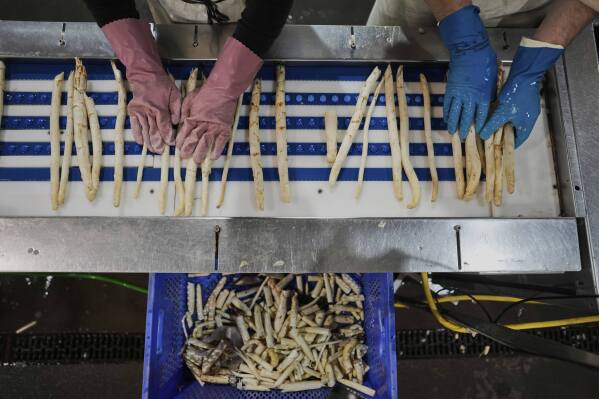 Farm workers sort white asparagus on a farm near Beelitz, Germany, Thursday, April 3, 2025. (AP Photo/Markus Schreiber)