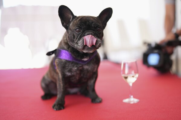 Nala poses for a photo during the Palm Dog award ceremony at the 78th international film festival in Cannes, southern France, Friday, May 23, 2025. (AP Photo/Natacha Pisarenko)