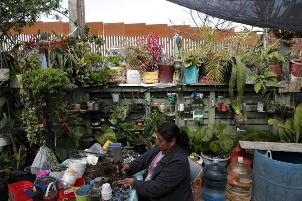 
              In this Feb. 26, 2019, photo, Guillermina Fernandez prepares plants for sale in the patio of her home that sits across a dirt road from the border wall, above, which separates San Diego from her home in Tijuana, Mexico. The border wall prototypes which sit not far from Fernandez's home, beyond the newly-refurbished border wall in the U.S., continue a long presence of border activity in this Tijuana neighborhood, initially occupied by squatters who later bought the land. (AP Photo/Gregory Bull)
            