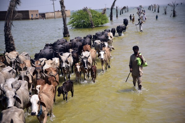 FILE - Victims of flooding from monsoon rains walk with their cattle after their flooded home in Sehwan, Sindh province, Pakistan, Sept. 9, 2022. A warming world is transforming some major snowfalls into heavy rain over mountains instead, somehow worsening both dangerous flooding like the type that devastated Pakistan last year as well as long-term water shortages, a new study found. (AP Photo/Pervez Masih, File)