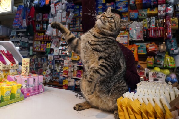 Elias stands briefly on the checkout counter at Stars Deli in the Williamsburg section of the Brooklyn borough of New York, Friday, March 14, 2025. (AP Photo/Richard Drew)